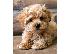 PoulaTo: Yorkshire terrier